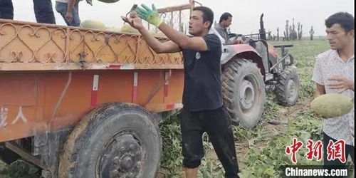 深圳助力喀什農副產品出疆，銷售額達1.8億元助力鄉村振興