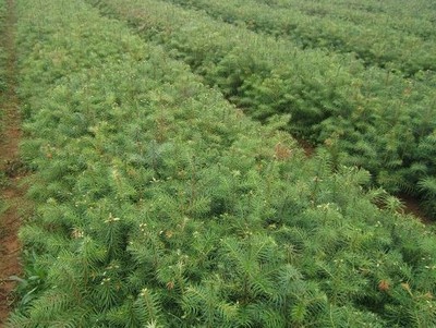 柳州融水林區優質杉木種子，自采自曬，品質保證，30噸現貨出售
