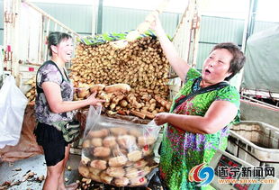 遂寧農批市場 50億銷售額背后的“菜籃子”力量